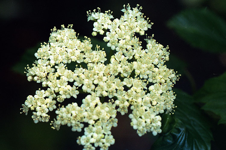 flower head